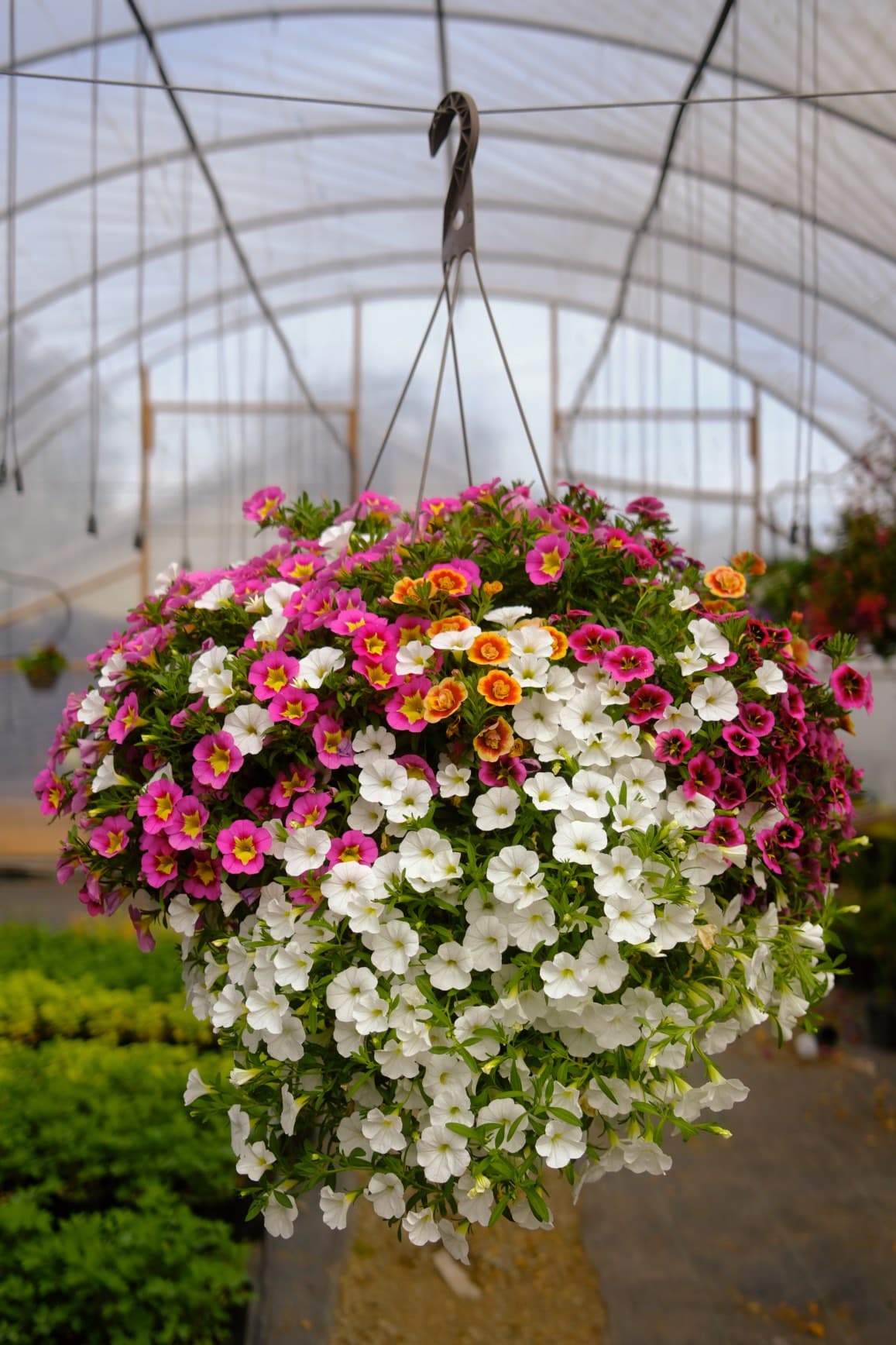 Hanging Baskets